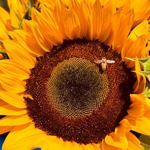 Pucture of a Sunflower with a Bee. 16x20.